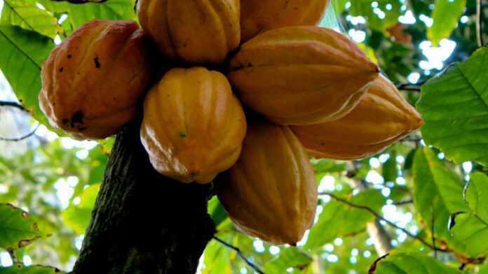 cacao-696x392